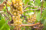 Palomino Grapes