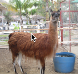 Rincon Tropical Hotel Zoo Llama