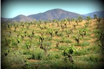 Vineyard in Valle De Guadalupe